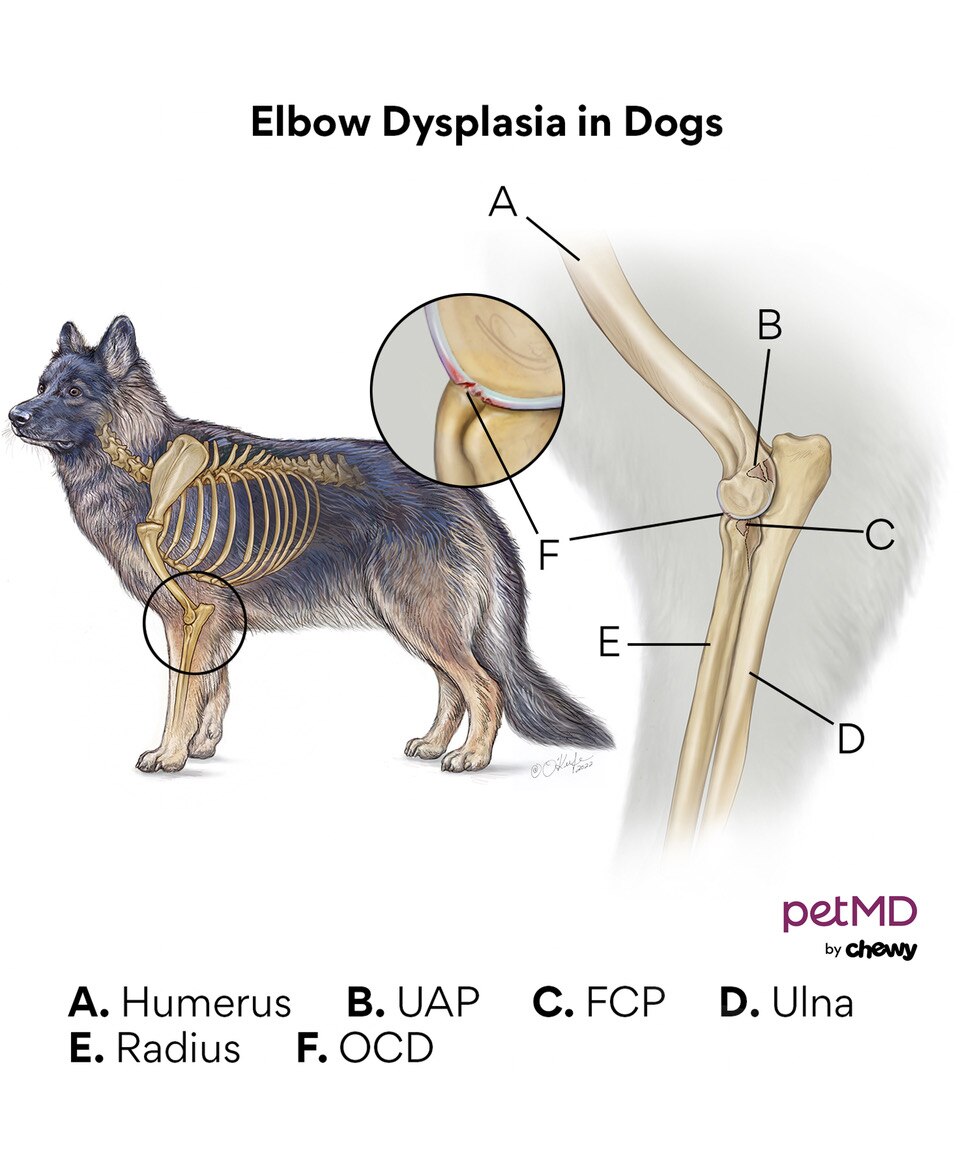 How To Treat Elbow Dysplasia In Dogs